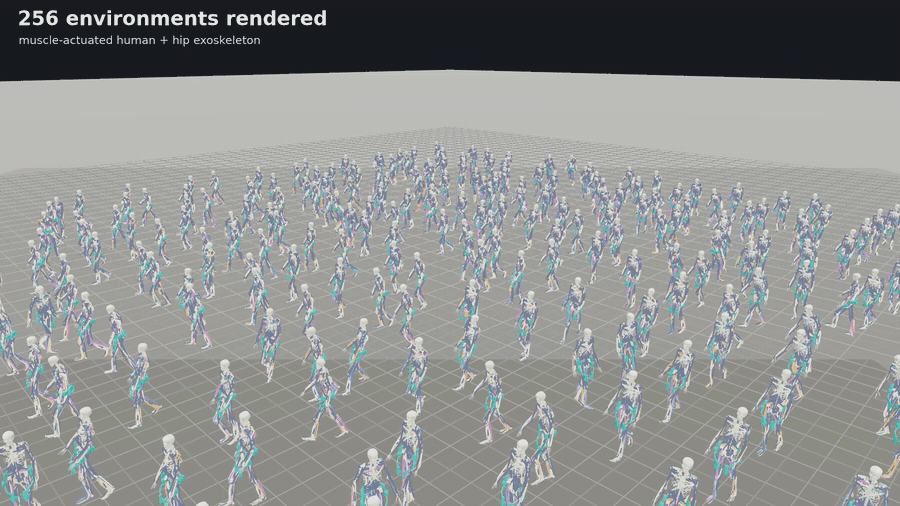 Hundreds of muscle-actuated human and hip-exoskeleton simulations running in parallel