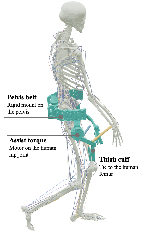Musculoskeletal human model wearing a bilateral hip exoskeleton